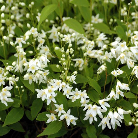 Deutzie gracilis Nikko