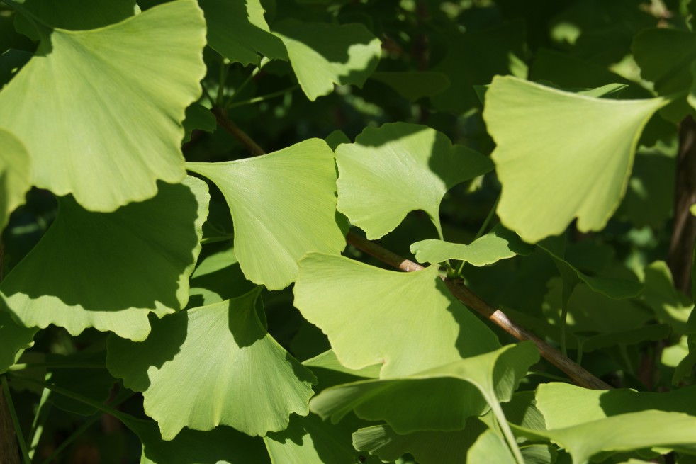 gingko_biloba