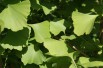 gingko_biloba