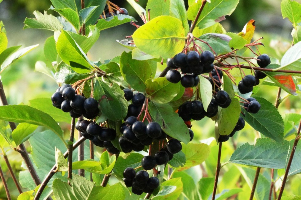Zwarte appelbes Hugin