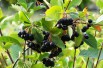 Zwarte appelbes Hugin