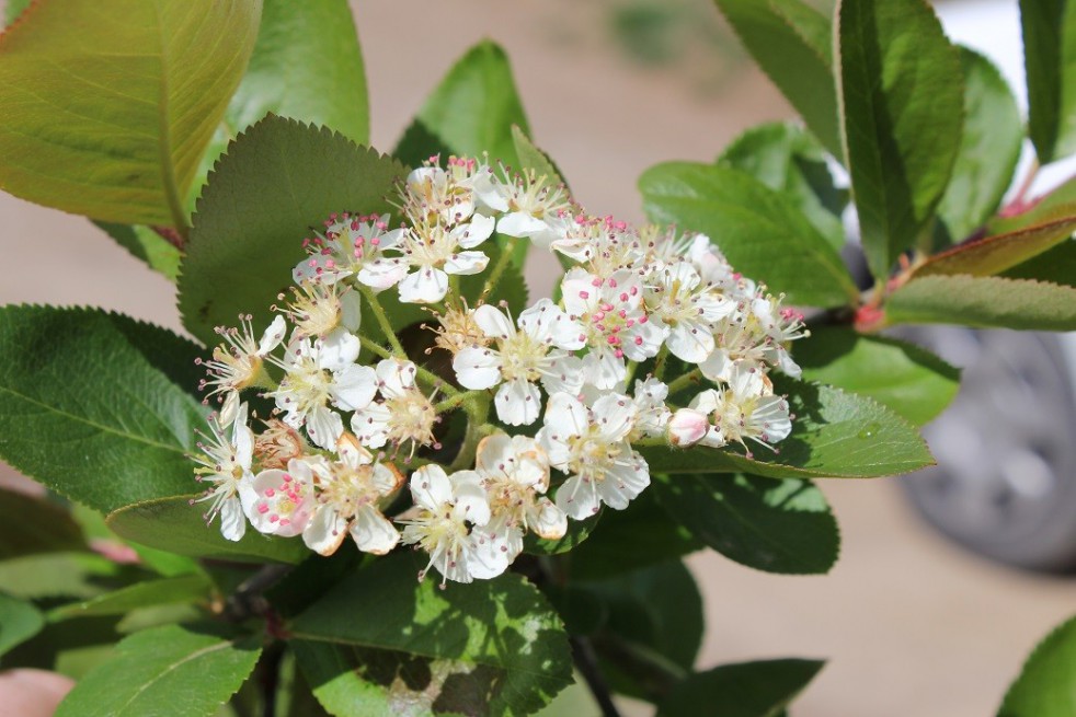 Black chokeberry Hugin