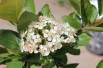 Zwarte appelbes Hugin