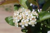 Appelbes Nero