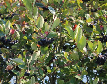Purple chokeberry Viking