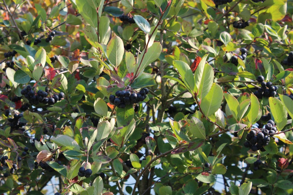 Purple chokeberry Viking Purple chokeberry Viking