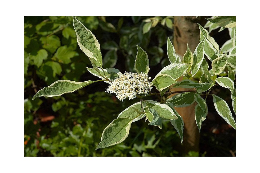 Cornouiller blanc panaché Elegantissima(Wouter Hagens, CC BY-SA 3.0 , via Wikimedia Commons)