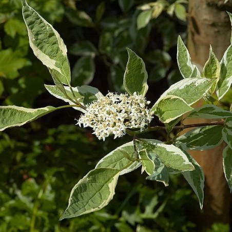 Cornouiller blanc panaché Elegantissima(Wouter Hagens, CC BY-SA 3.0 , via Wikimedia Commons)