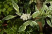 Cornouiller blanc panaché Elegantissima(Wouter Hagens, CC BY-SA 3.0 , via Wikimedia Commons)