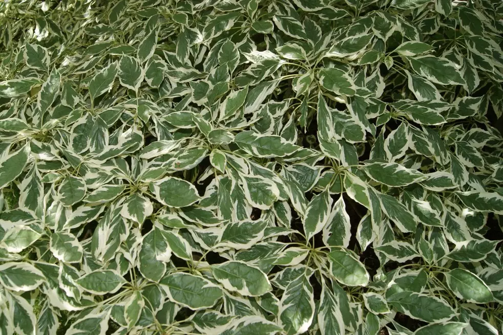 Red-barked dogwood Elegantissima