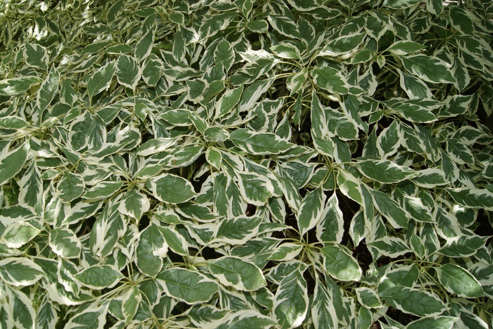 Cornouiller blanc panaché Elegantissima