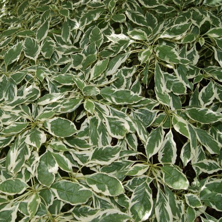 Cornouiller blanc panaché Elegantissima