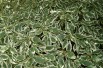 Red-barked dogwood Elegantissima