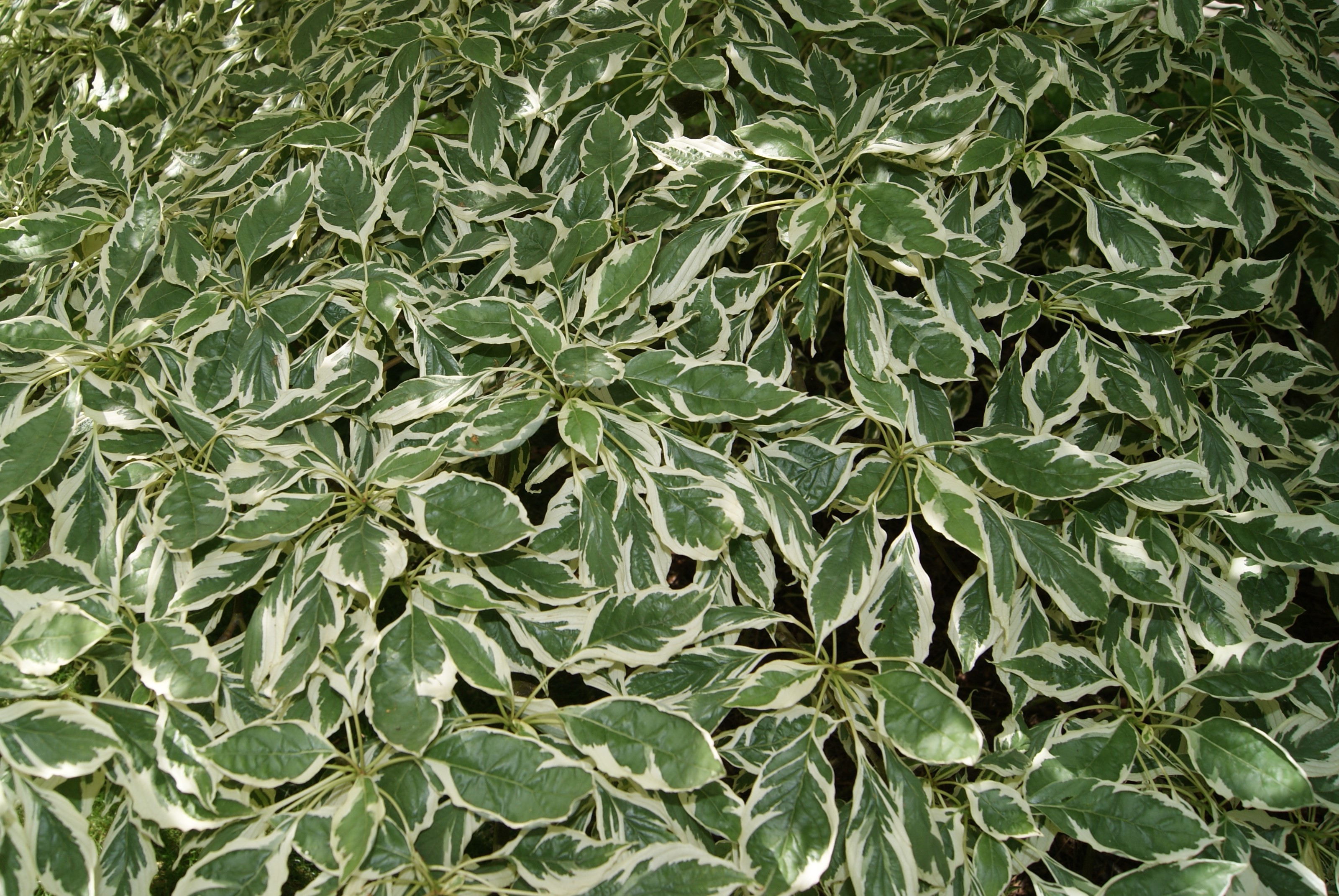 Red-barked dogwood Elegantissima