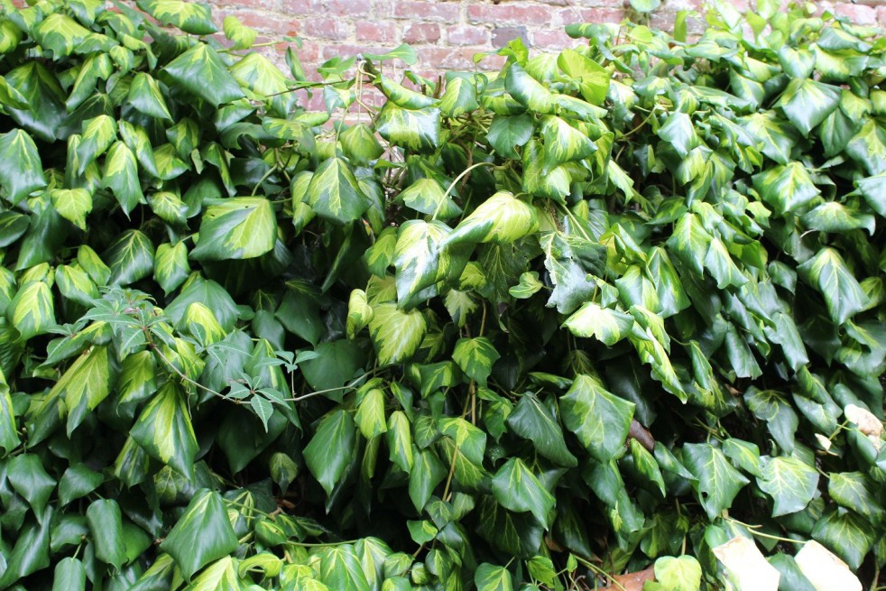 Persian ivy Sulphur Heart