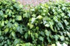 Persian ivy Sulphur Heart