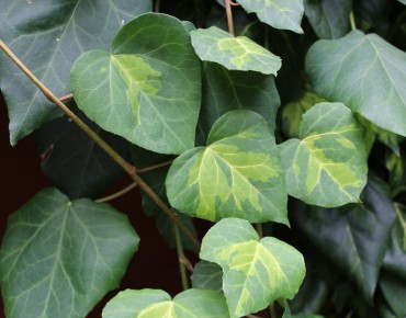 Persian ivy Sulphur Heart