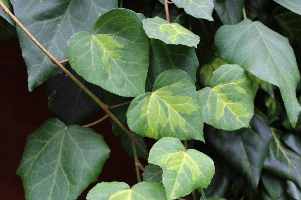 Persian ivy Sulphur Heart