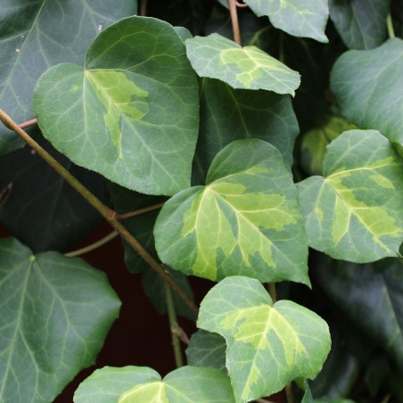 Persian ivy Sulphur Heart