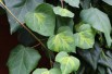 Persian ivy Sulphur Heart