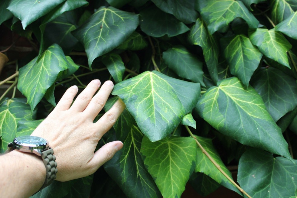 Persian ivy Sulphur Heart