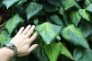 Persian ivy Sulphur Heart
