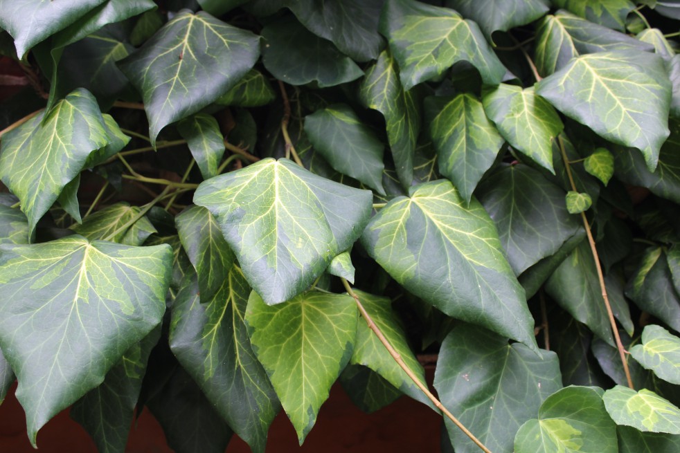 Lierre de Colchide Sulphur Heart