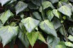 Persian ivy Sulphur Heart