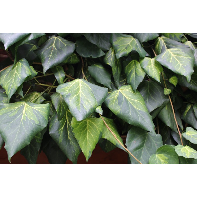 Persian ivy uk