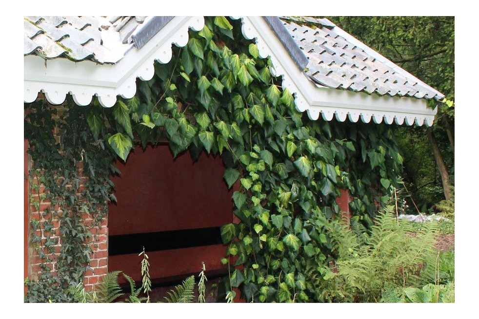 Kaukasische Klimop Kaukasische Klimop