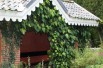 Persian ivy Sulphur Heart