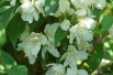 Manteau d'Hermine Mock Orange