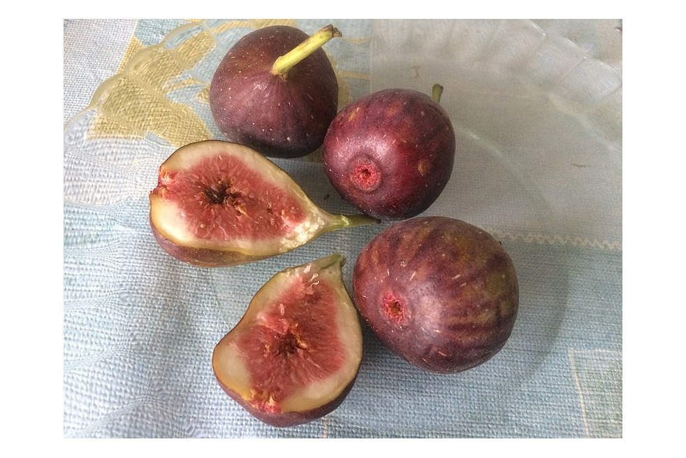 Fig tree Brown Turkey (Javier martin, CC BY-SA 4.0 , via Wikimedia Commons) Fig tree Brown Turkey (Javier martin, CC BY-SA 4.0 , via Wikimedia Commons)