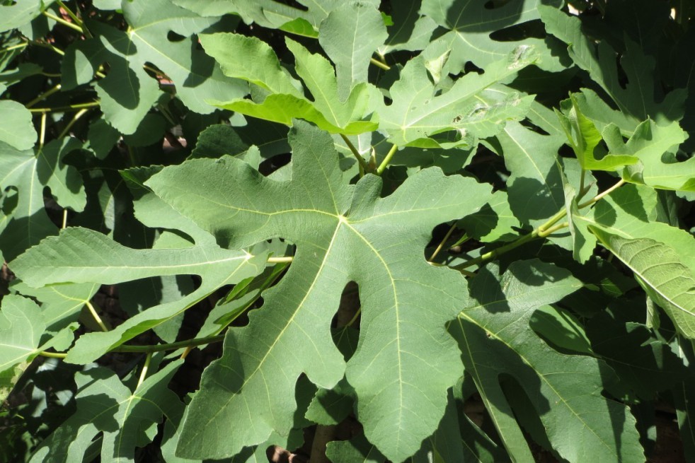 Fig tree Brown Turkey 