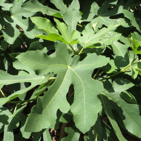 Fig tree Brown Turkey 