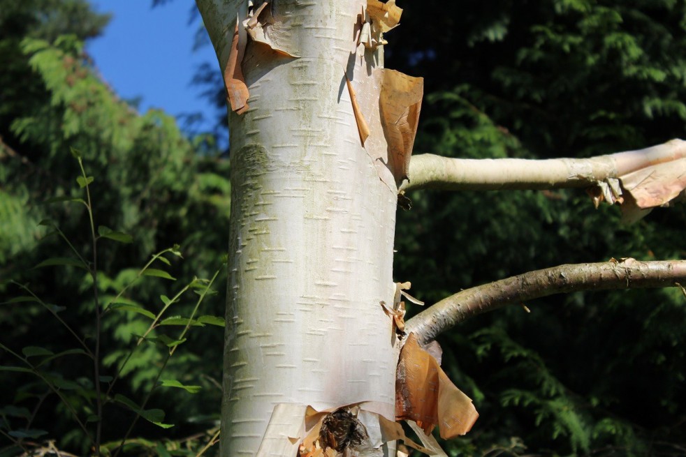 Himalayan Birch