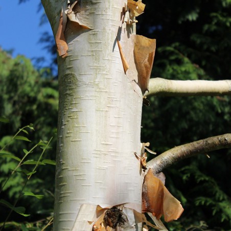 Bouleau blanc de l'Himalaya
