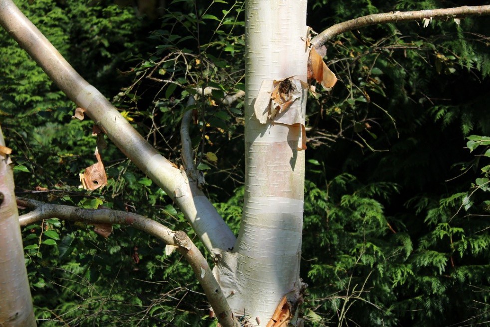 Bouleau blanc de l'Himalaya Bouleau blanc de l'Himalaya