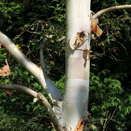 Witte Himalayaberk