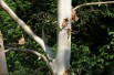 Himalayan Birch