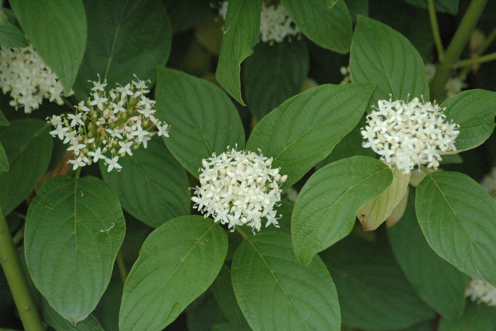 Cornouiller à bois Jaune