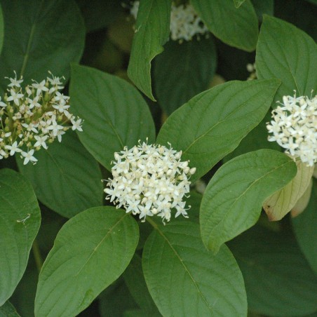 Cornouiller à bois Jaune