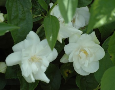 Minnesota Snowflake Mock Orange