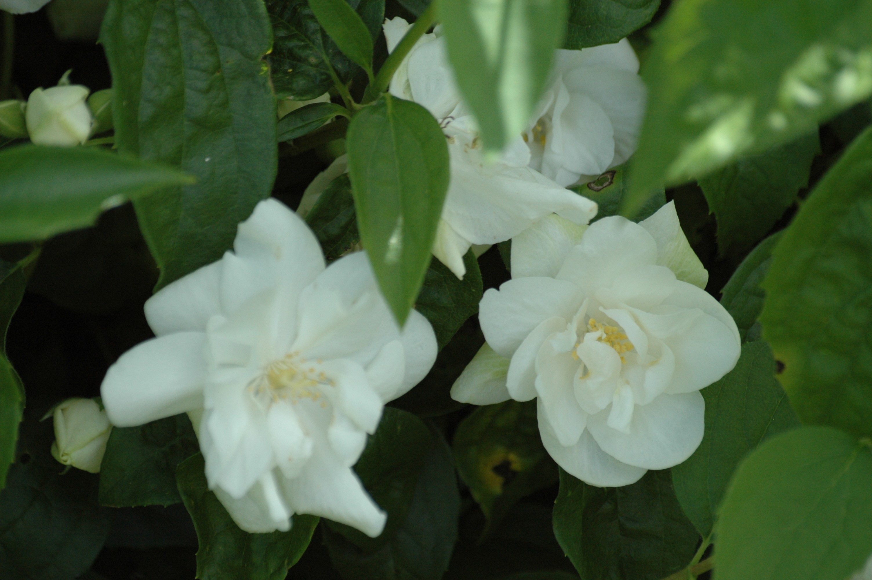 Minnesota Snowflake Mock Orange