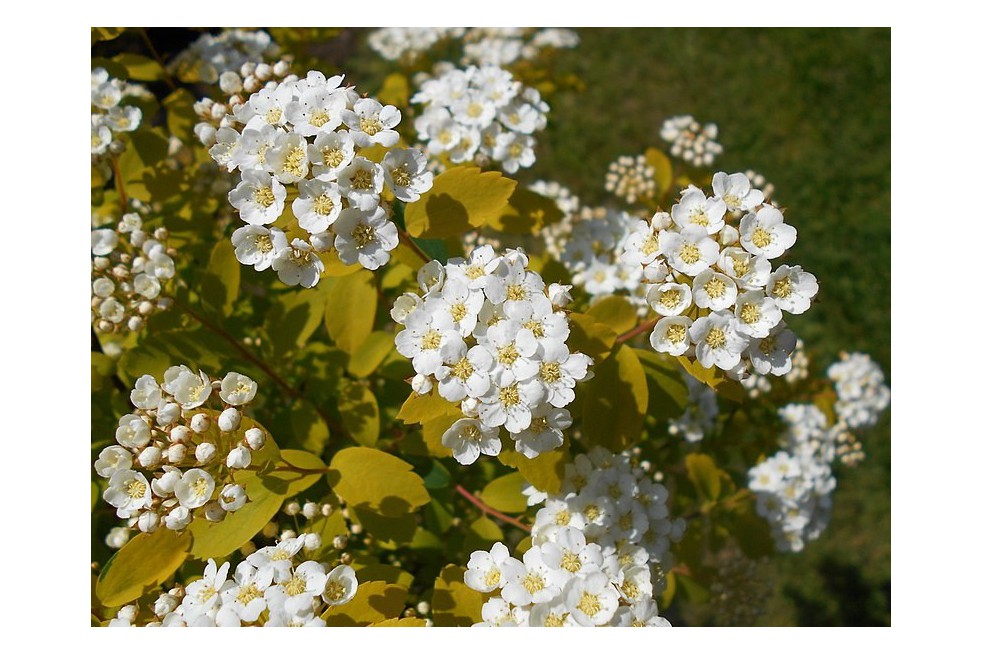 Vanhoutte spirea Gold Fountain (Salicyna, CC BY-SA 4.0 , via Wikimedia Commons)