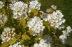 Vanhoutte spirea Gold Fountain (Salicyna, CC BY-SA 4.0 , via Wikimedia Commons)