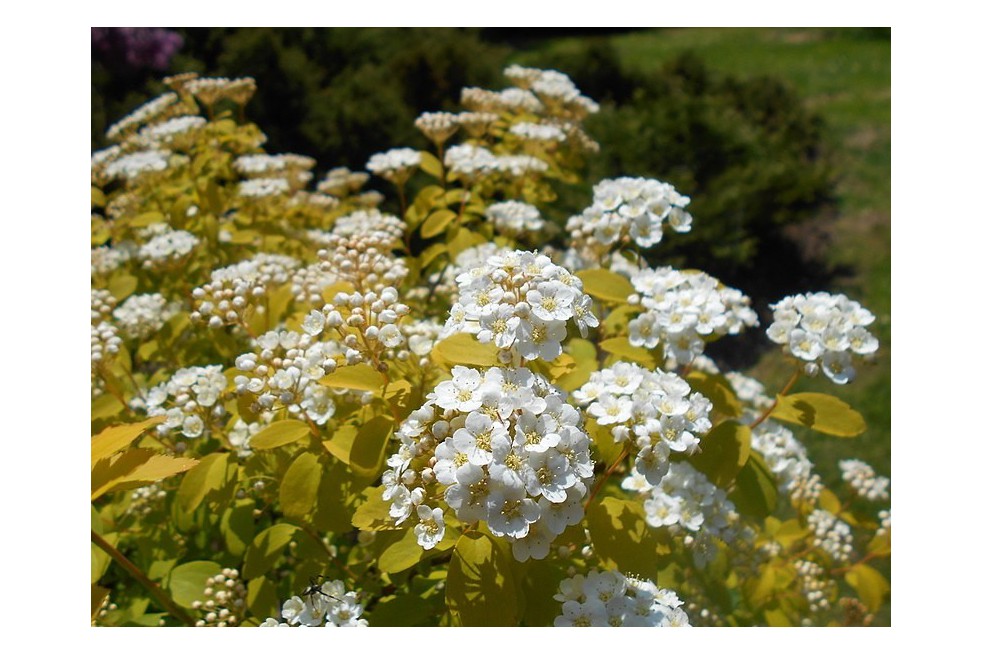 Vanhoutte spirea Gold Fountain (Salicyna, CC BY-SA 4.0 , via Wikimedia Commons)
