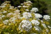 Vanhoutte spirea Gold Fountain (Salicyna, CC BY-SA 4.0 , via Wikimedia Commons)