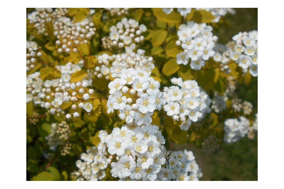 Vanhoutte spirea Gold Fountain (Salicyna, CC BY-SA 4.0 , via Wikimedia Commons)