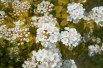 Vanhoutte spirea Gold Fountain (Salicyna, CC BY-SA 4.0 , via Wikimedia Commons)
